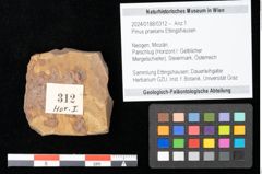 Foto (Objekt + Etikett) von Pinus praelarix Ettingshausen (NHMW-GEO-2024-0188-0312)